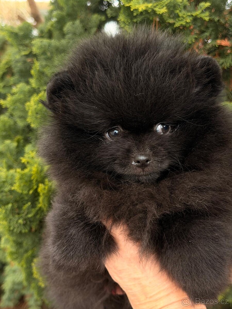 Pomeranian s p.p
