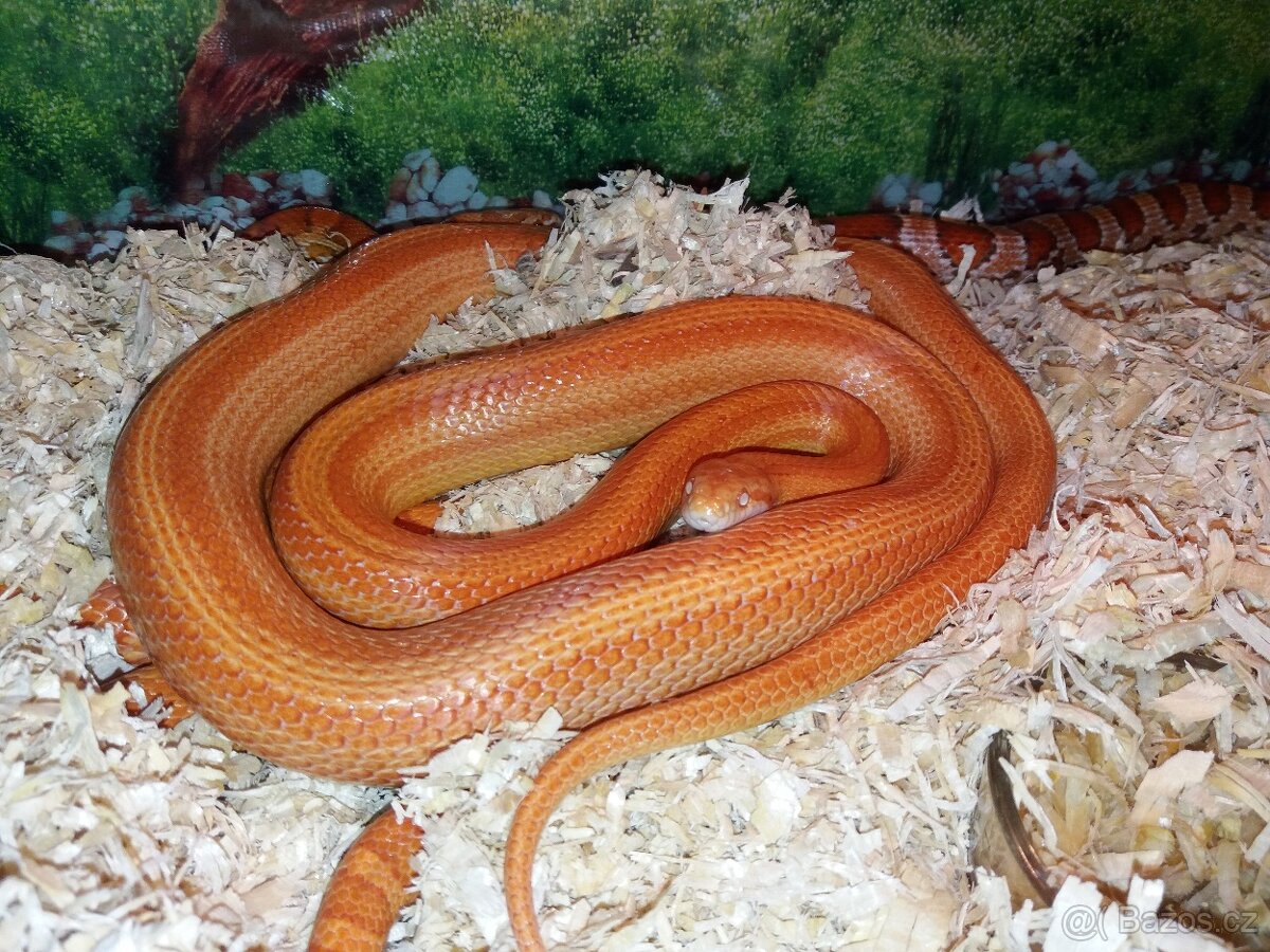 Užovka červená