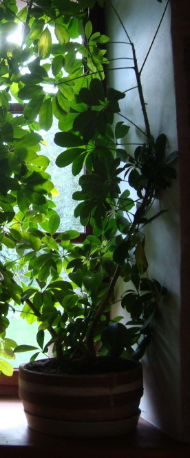 Velké rostliny ŠEFLERA