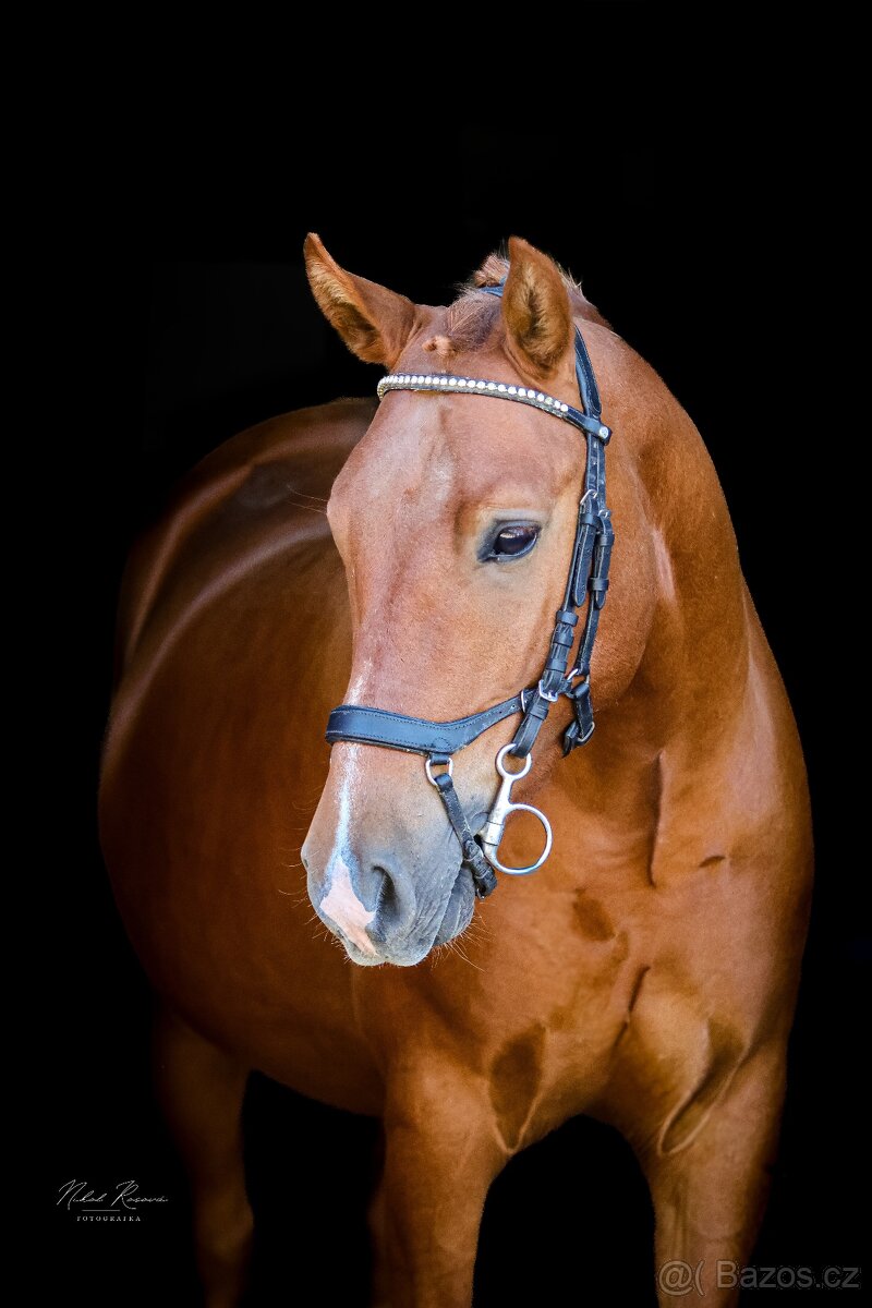 Pony do sportu ,valach .