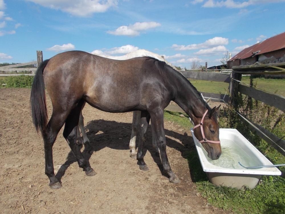 Prodám roční klisnu