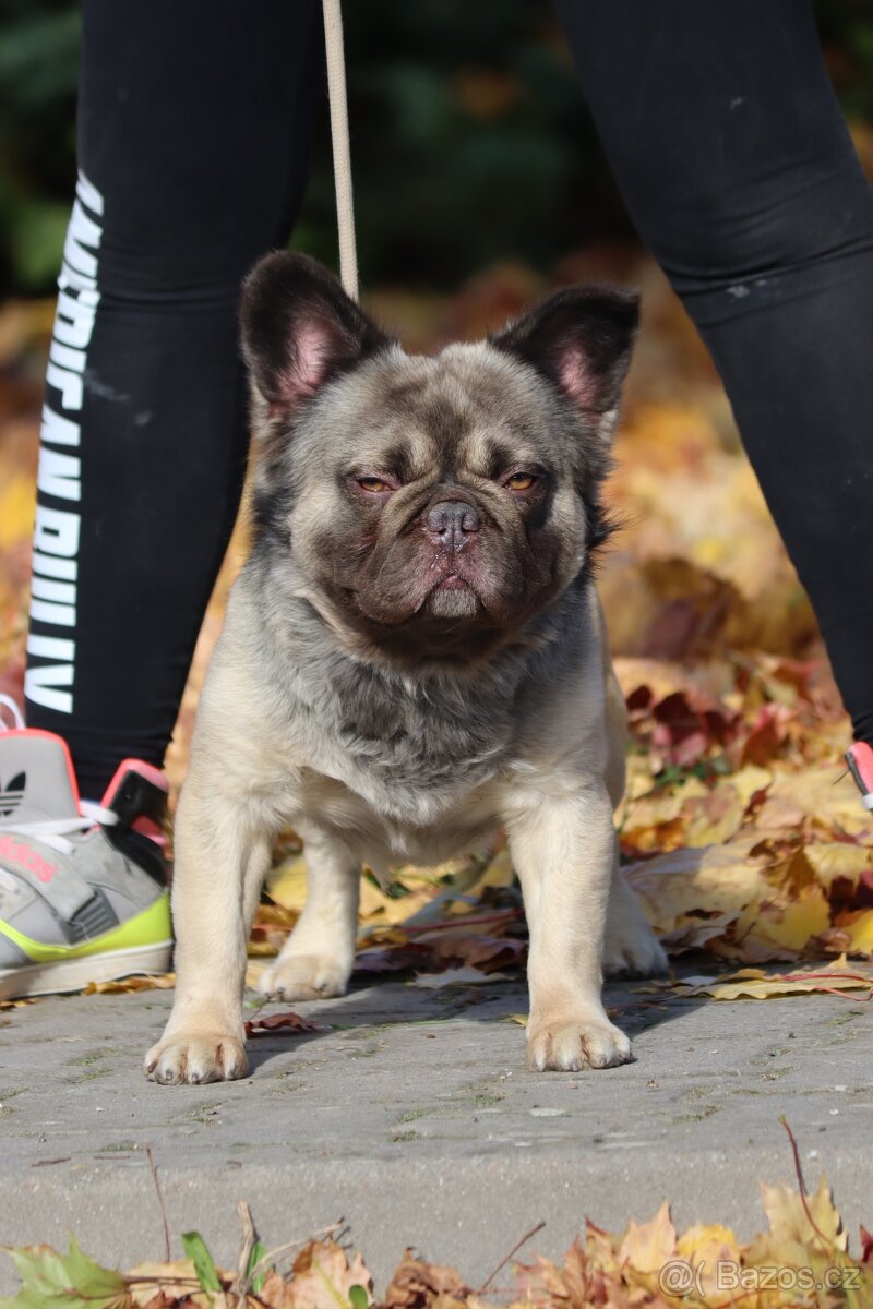 🔹 Krycí pes k dispozici – Fluffy Frenchie s PP🔹