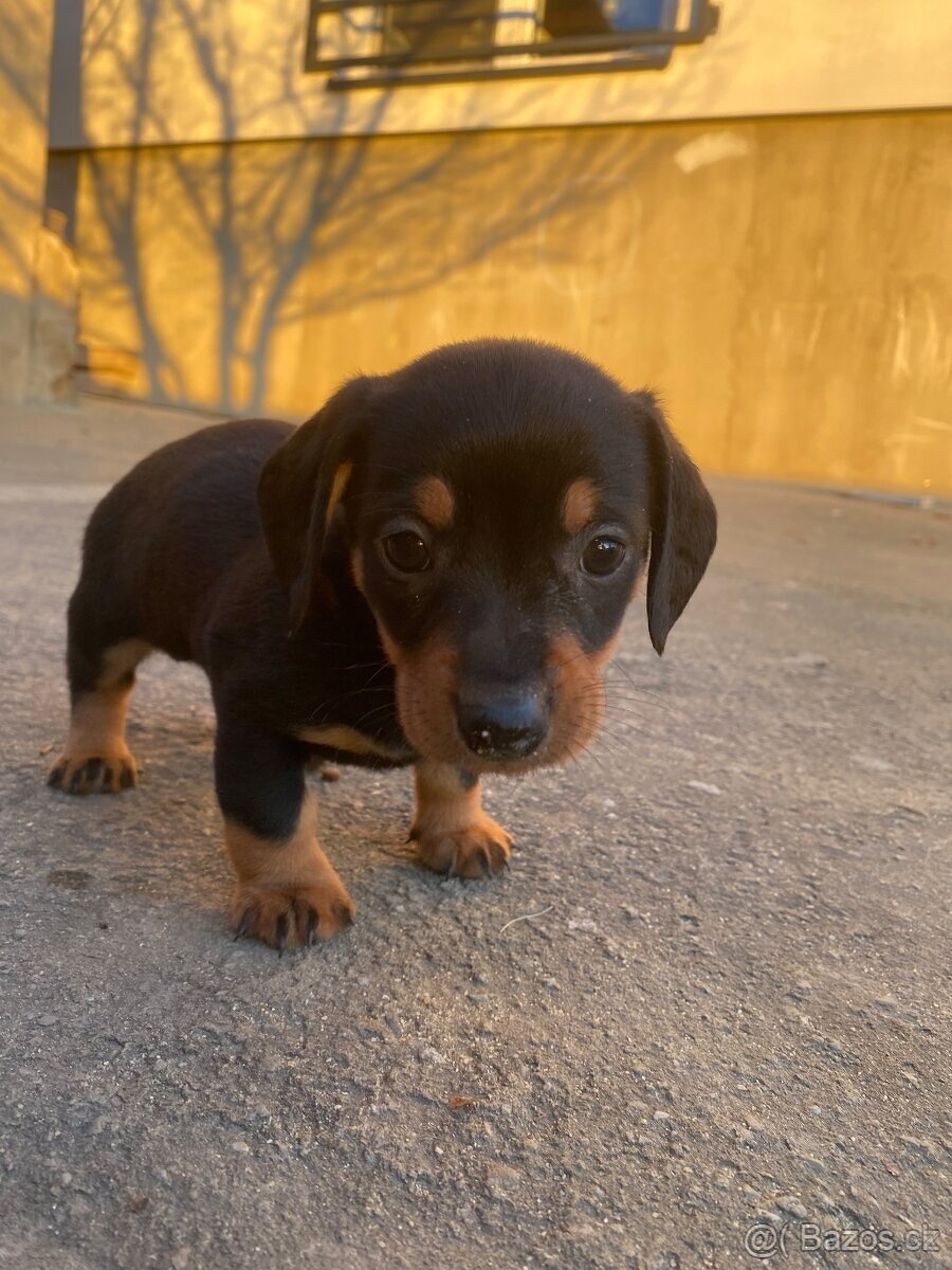 Jezevčík trpasličí