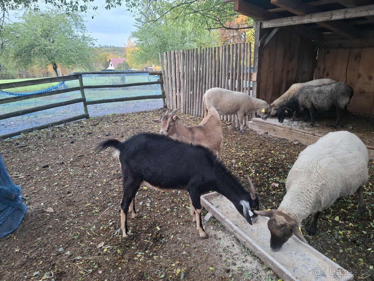 prodám 2 kozy