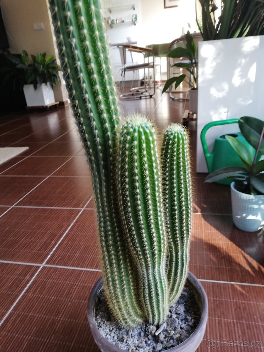 Prodám kaktus