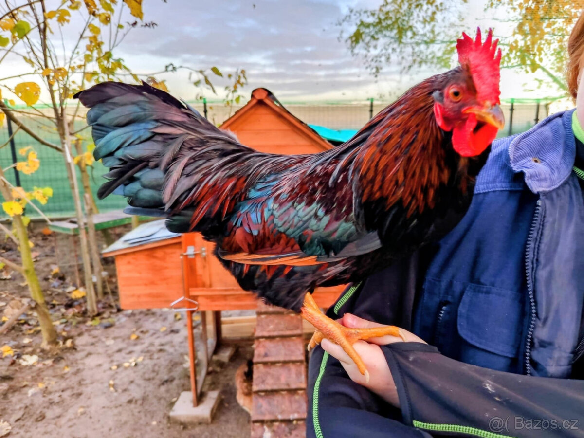 Kohouti Barneveldka zdrobnělá dvojlemovaná .