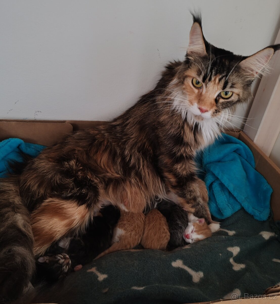 Mainská mývalí koťátka