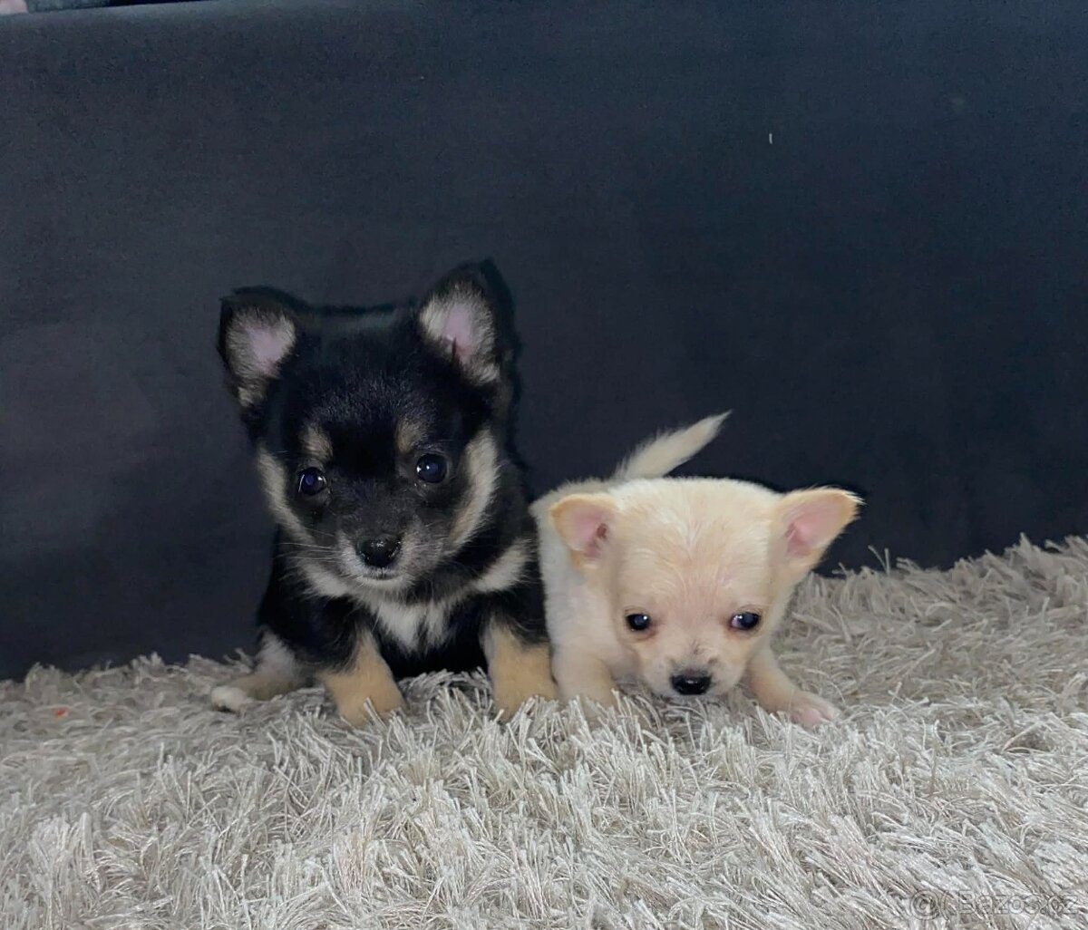 Čivava dlouhosrstá