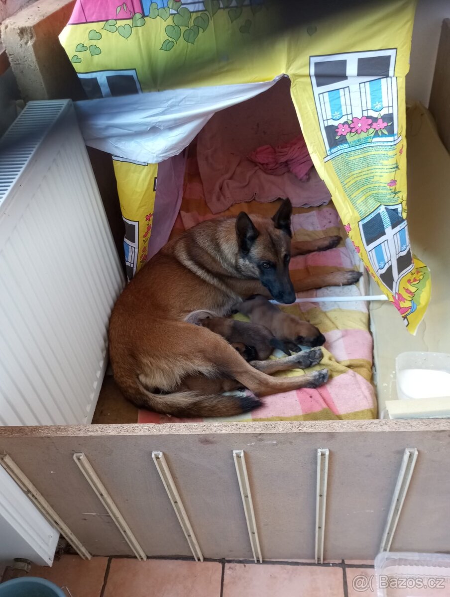 Belgický ovčák malinoas