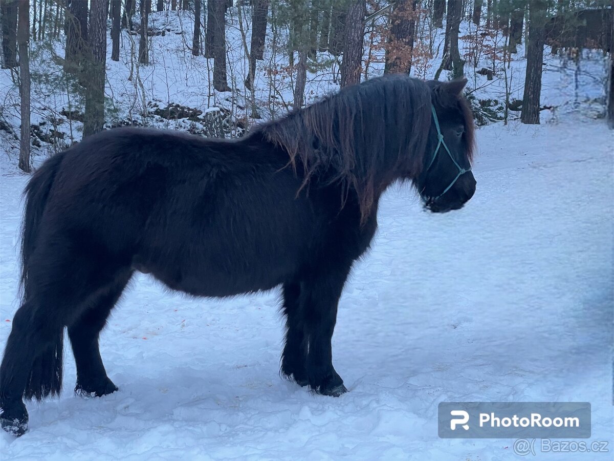 Shetland pony s PP 3 lety