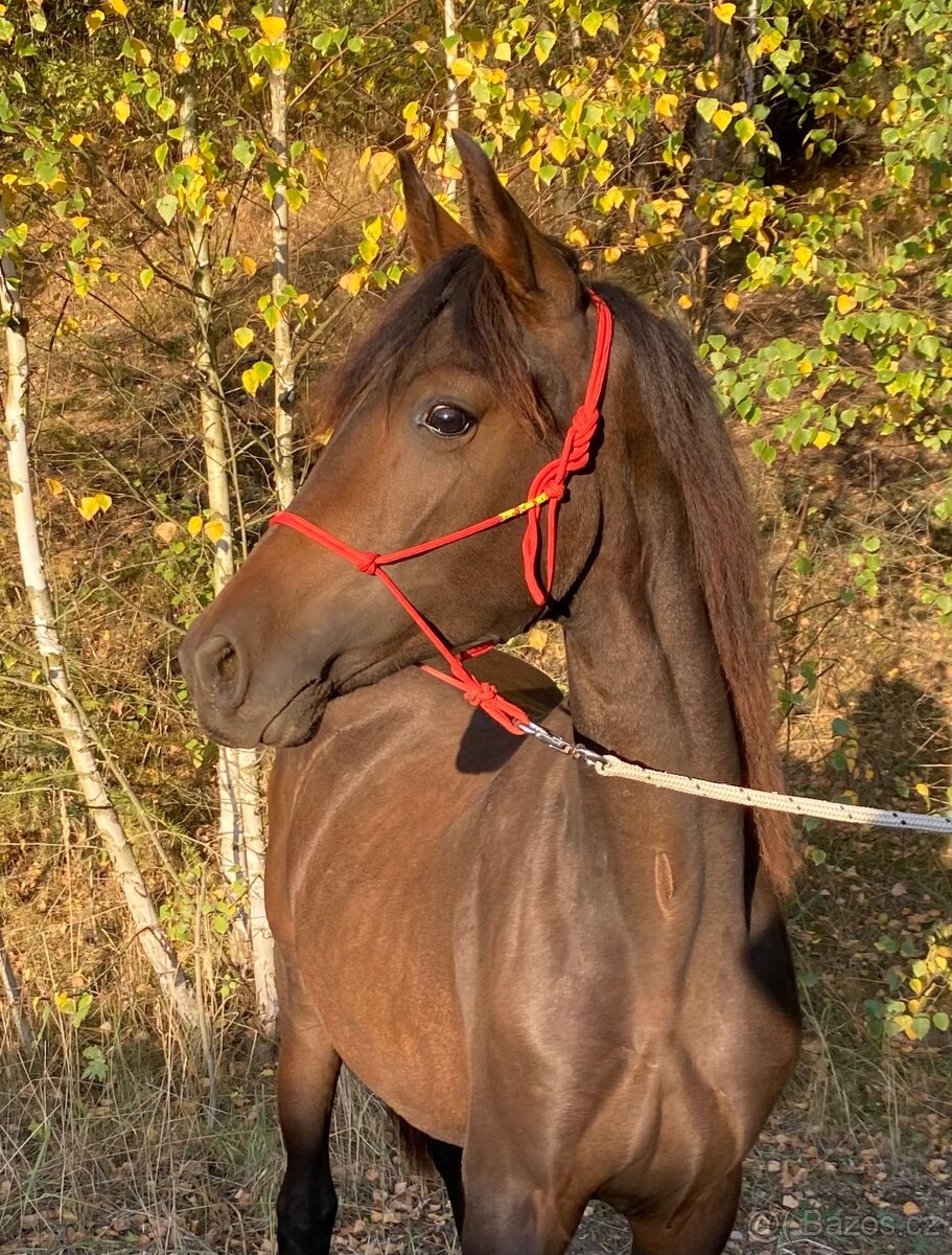 2 letá oldenburská klisna