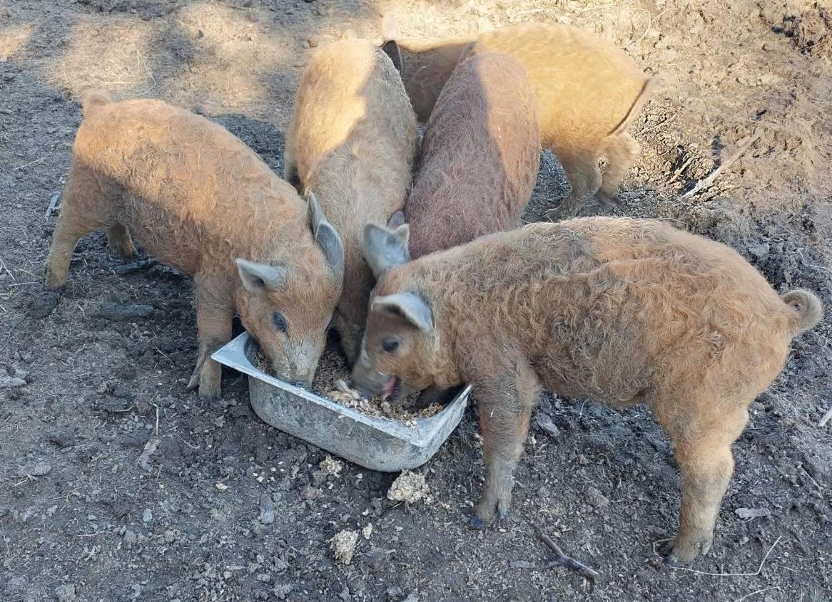 Selata Mangalice čistokrevná