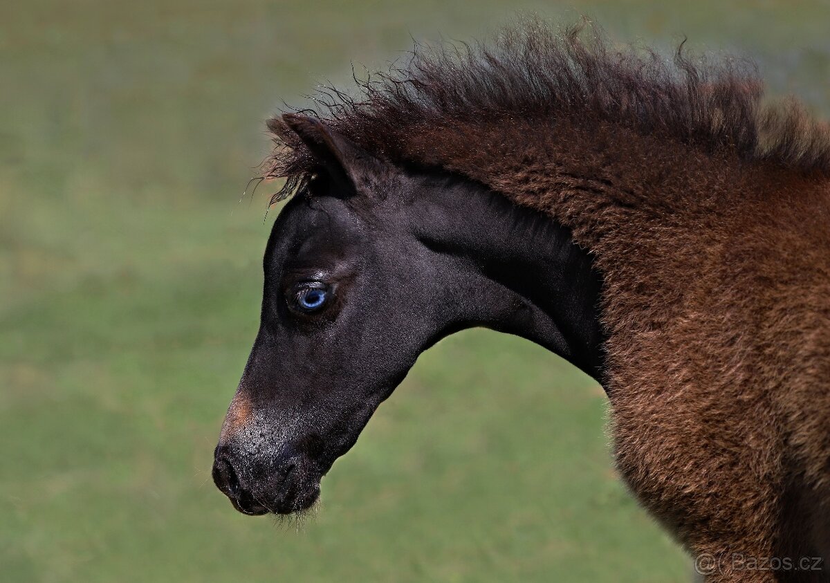 Tříletý hřebec minihorse
