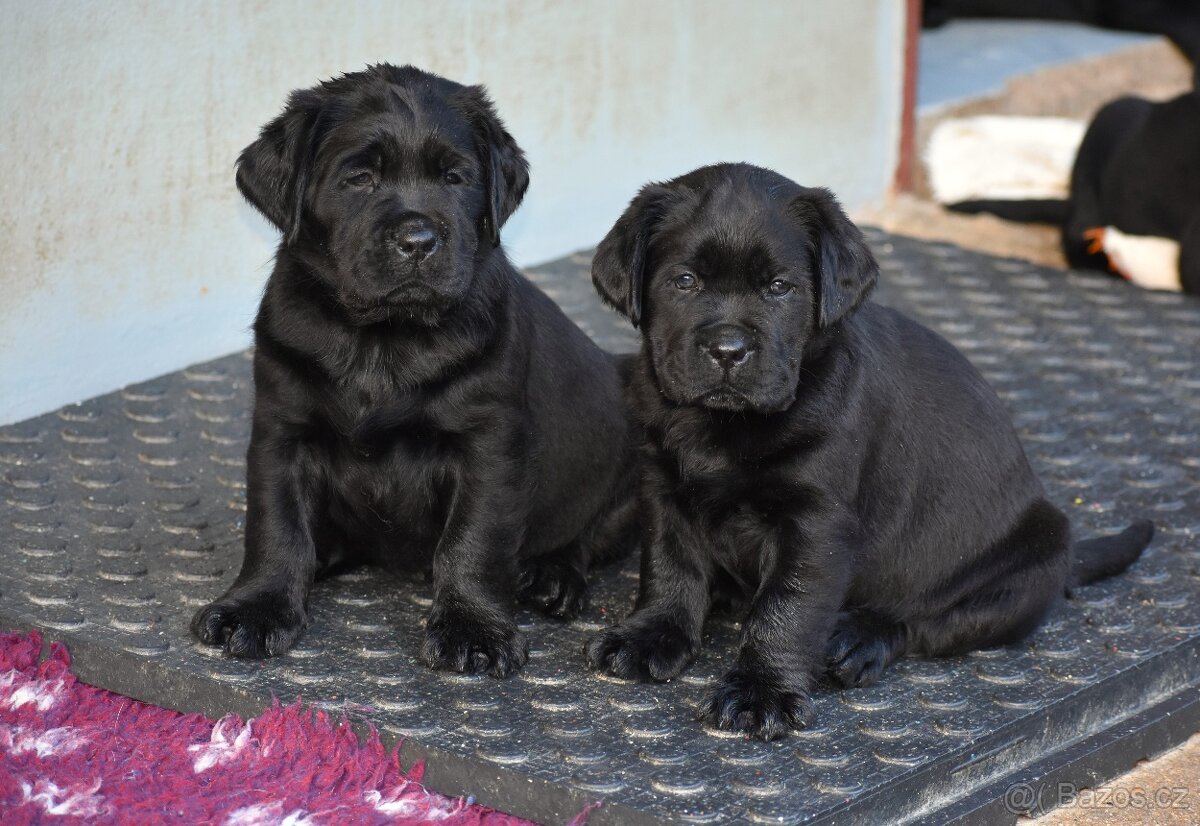 Labradorský retriever s PP