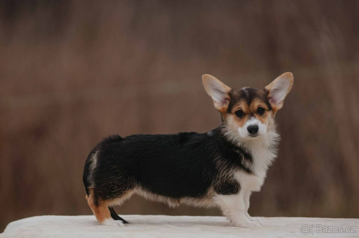 Welsh Corgi Pembroke