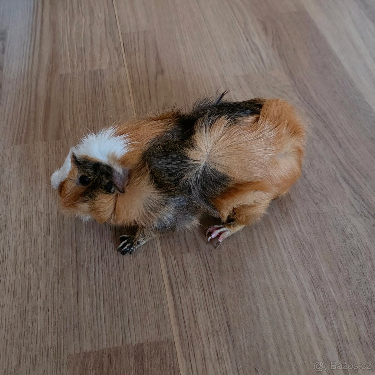 Daruji samce morcatka