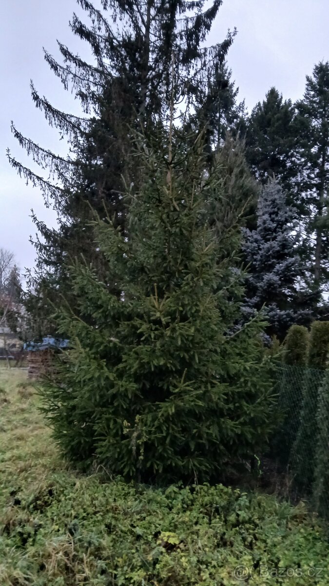 Vánoční stromek do 5 m