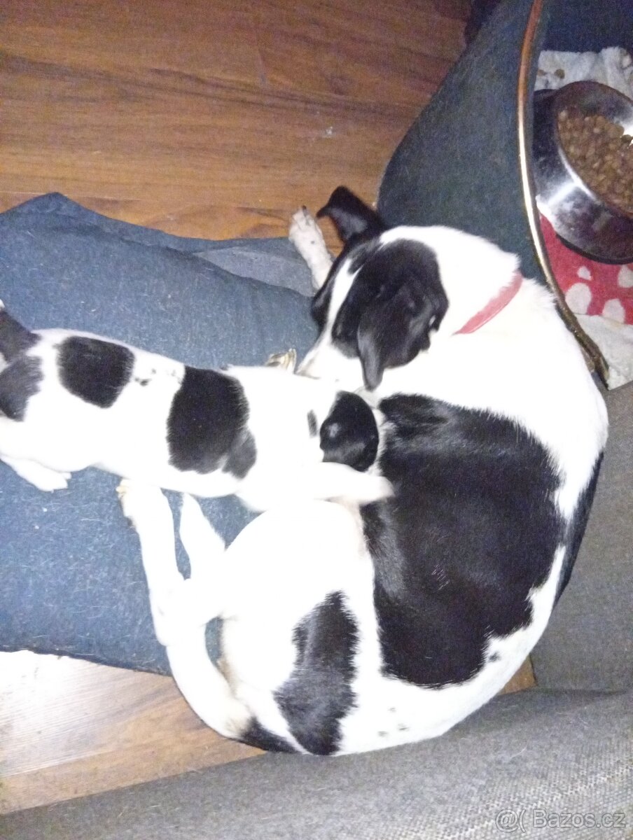 Jack Russell teriér s Parson terierem