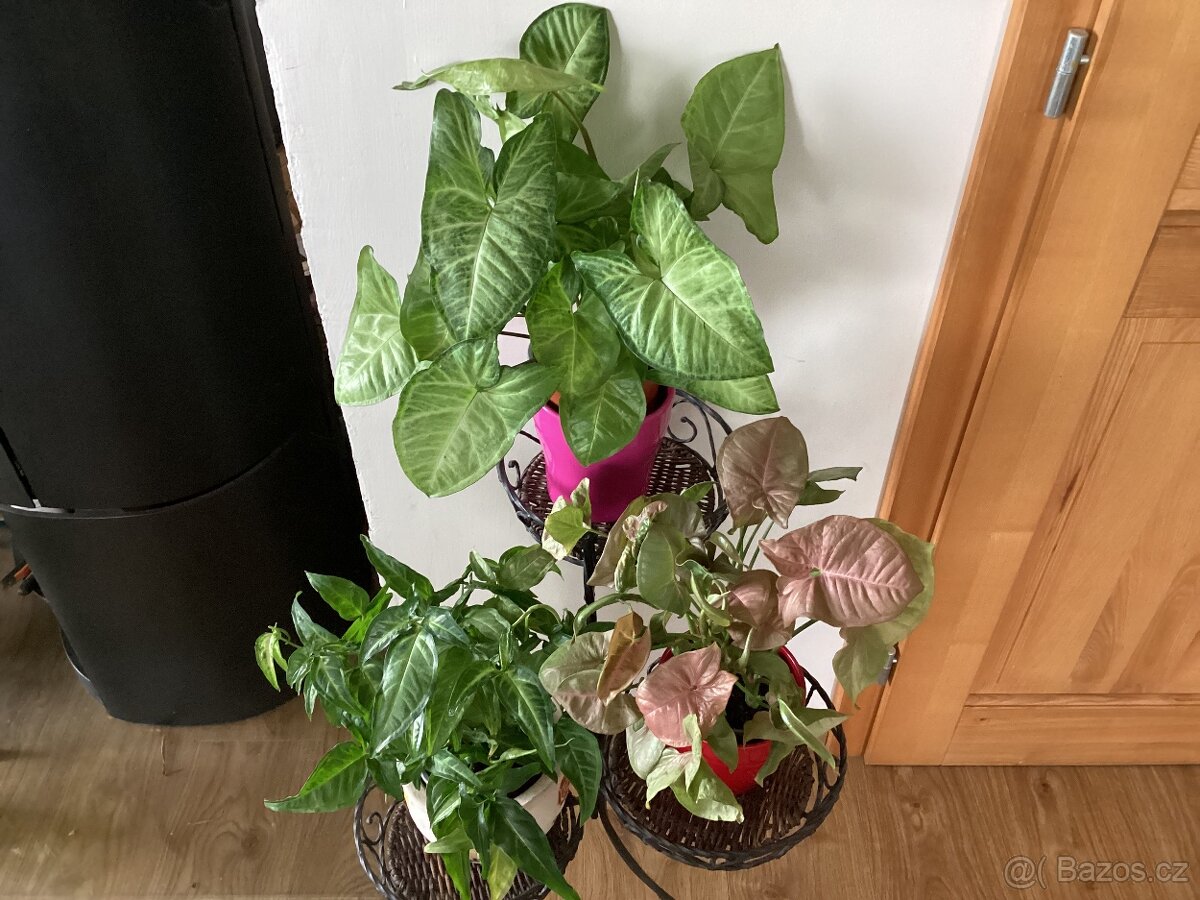 Pokojové Syngonium