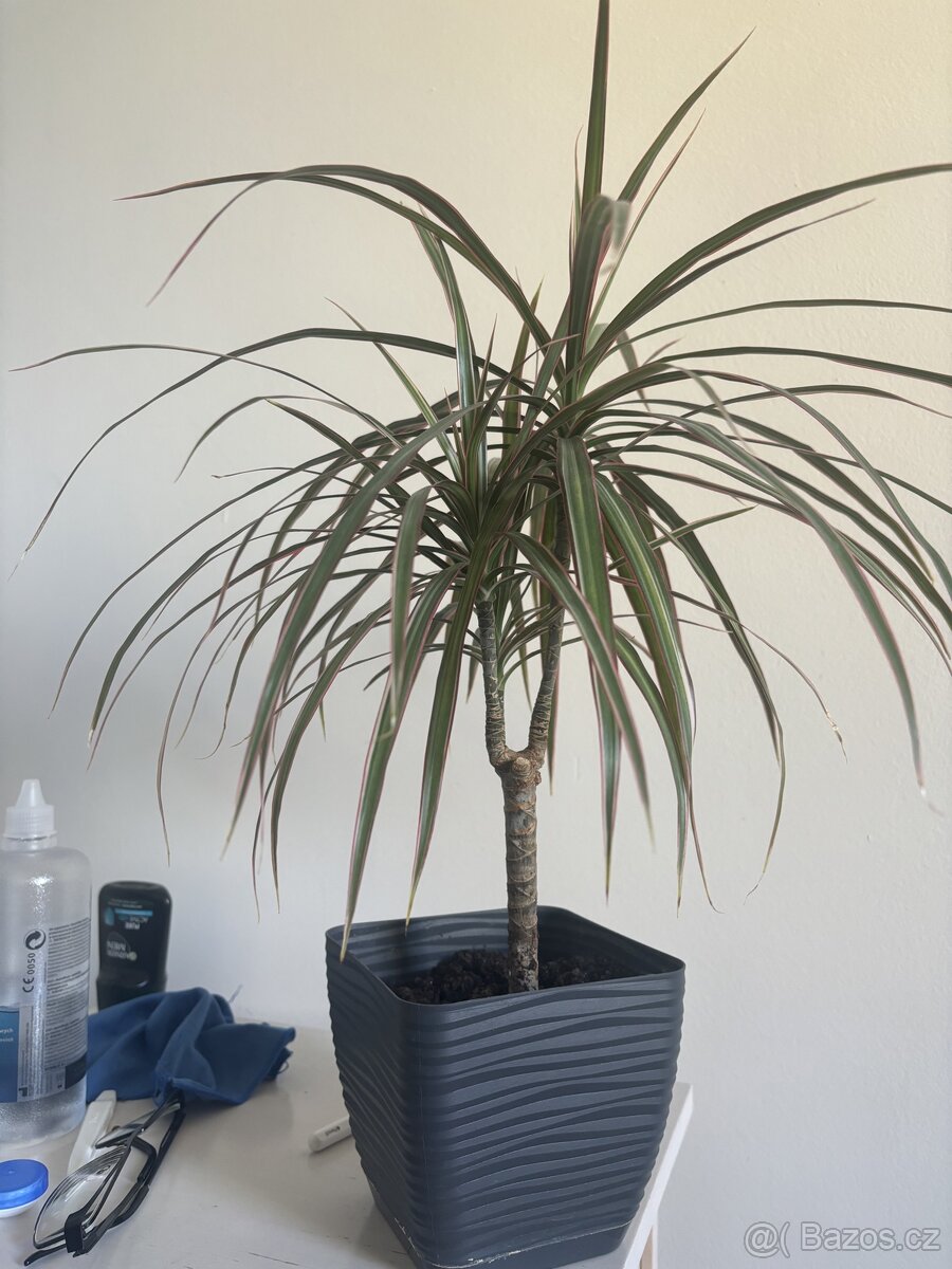 Dracena