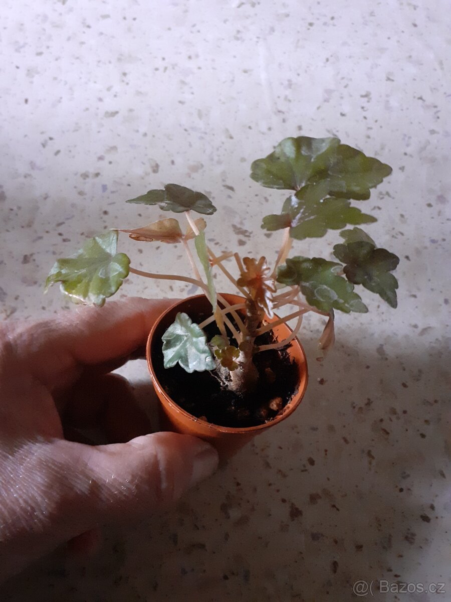 Begonie Richardiana