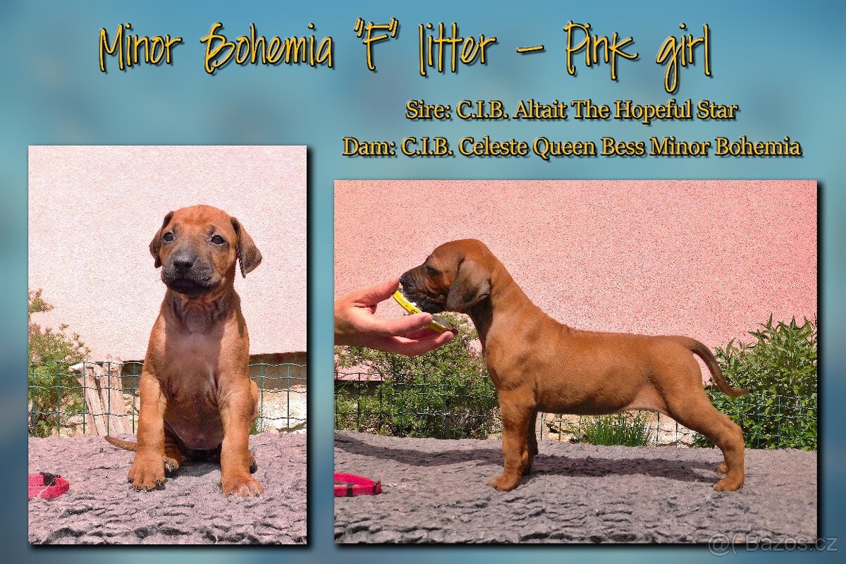 Rhodéský ridgeback - fenka s PP