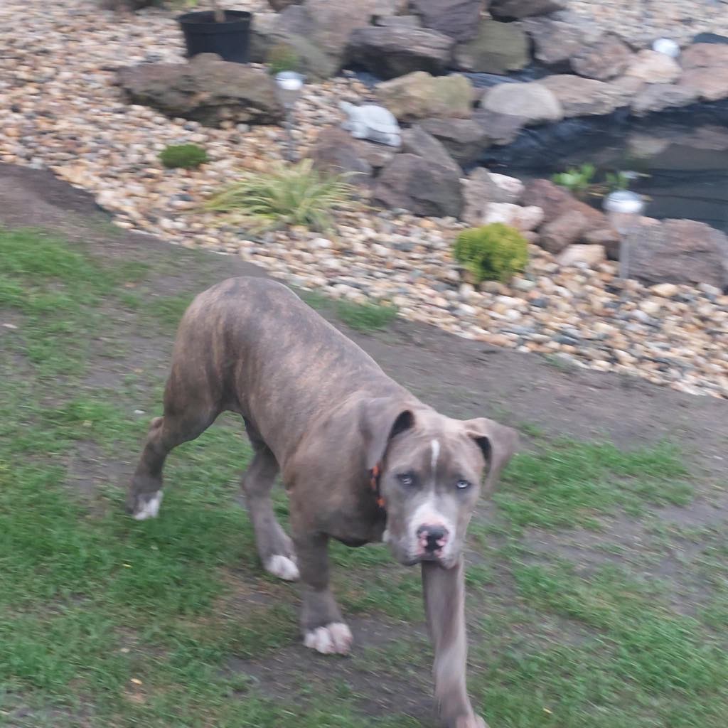 American Bully Xl