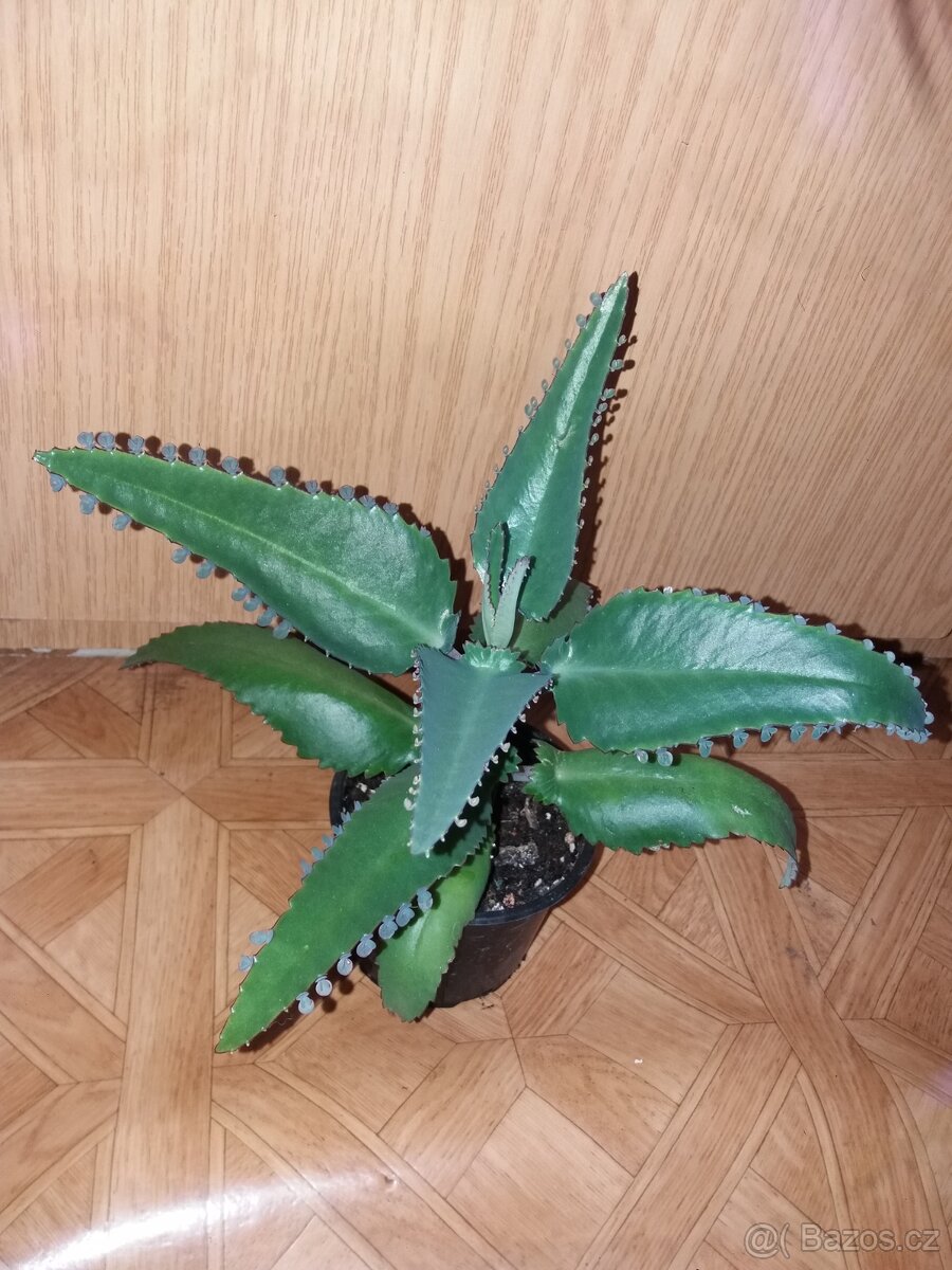 Náduť madagaskarská - léčivka