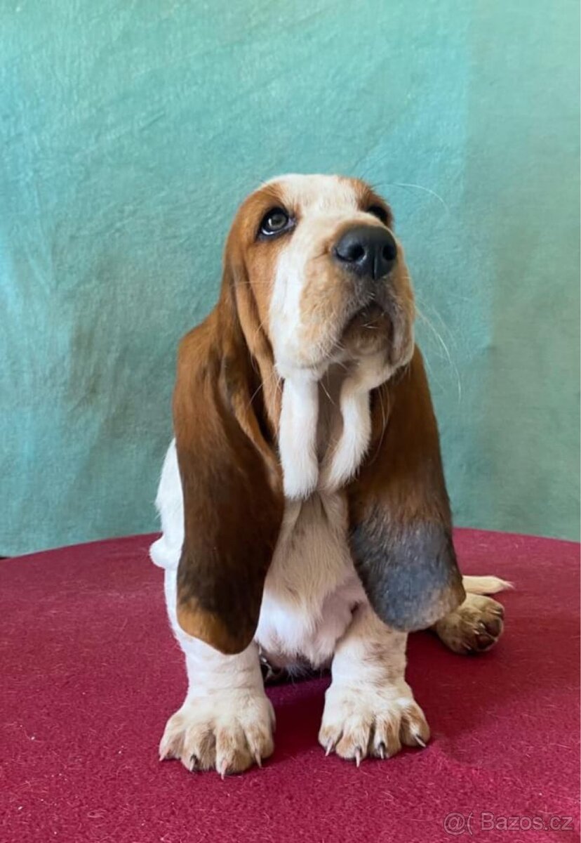 Štěňata Bassethound s PP