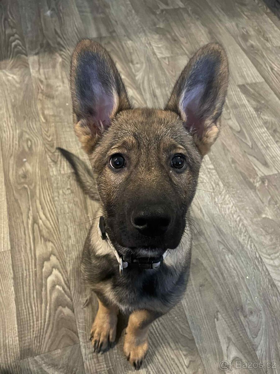 Vlkošedý ovčák štěně