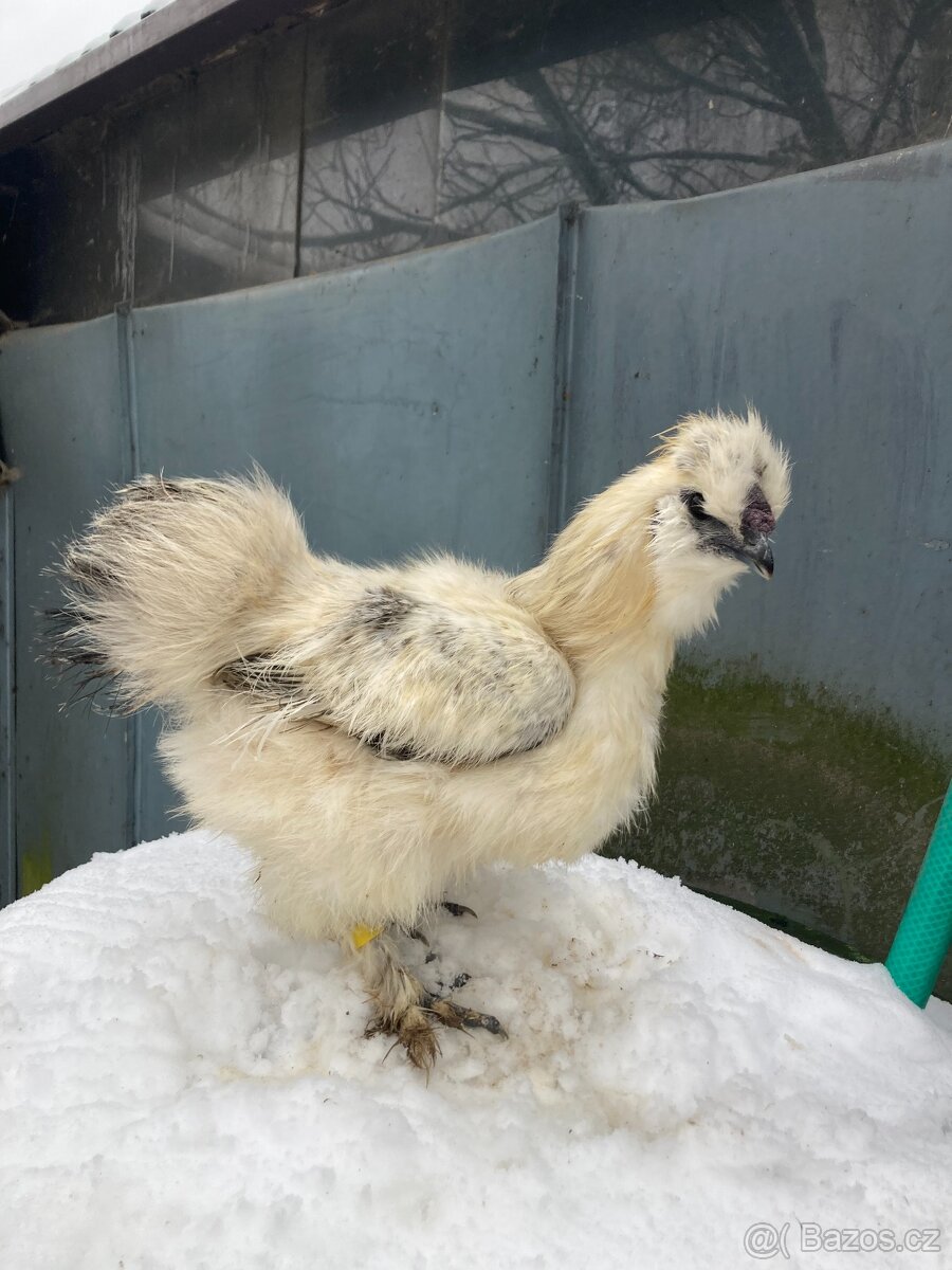 Kohout hedvábnička