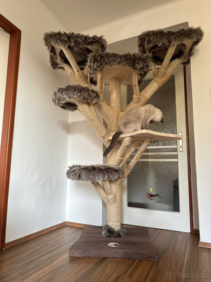 Prodám krásný kočičí strom