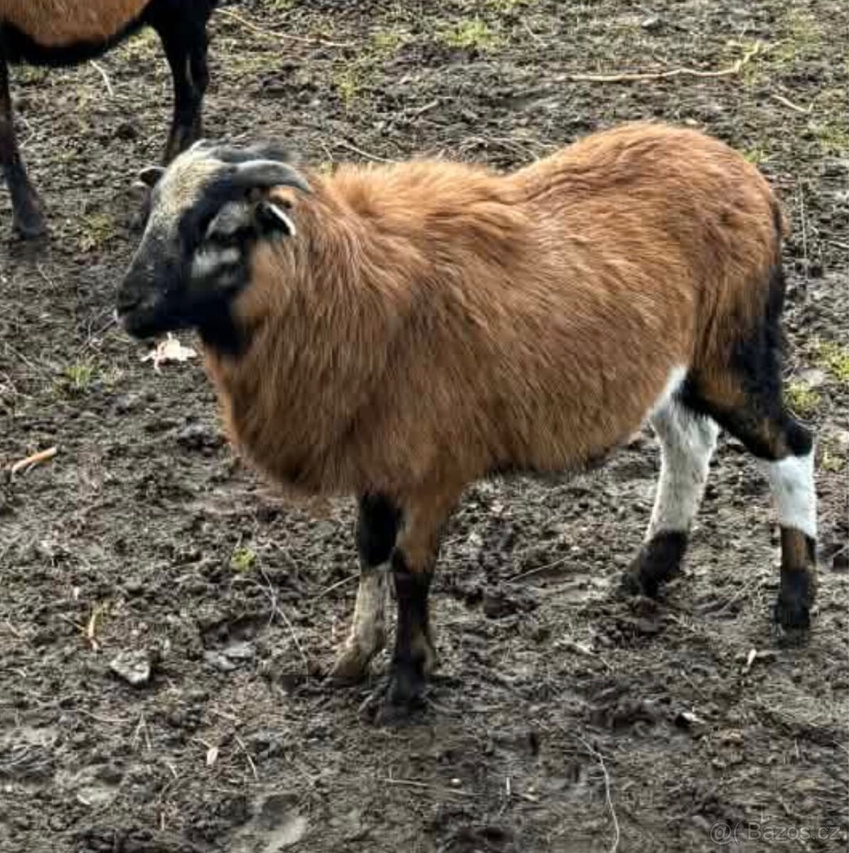 Beránek kamerunské ovce