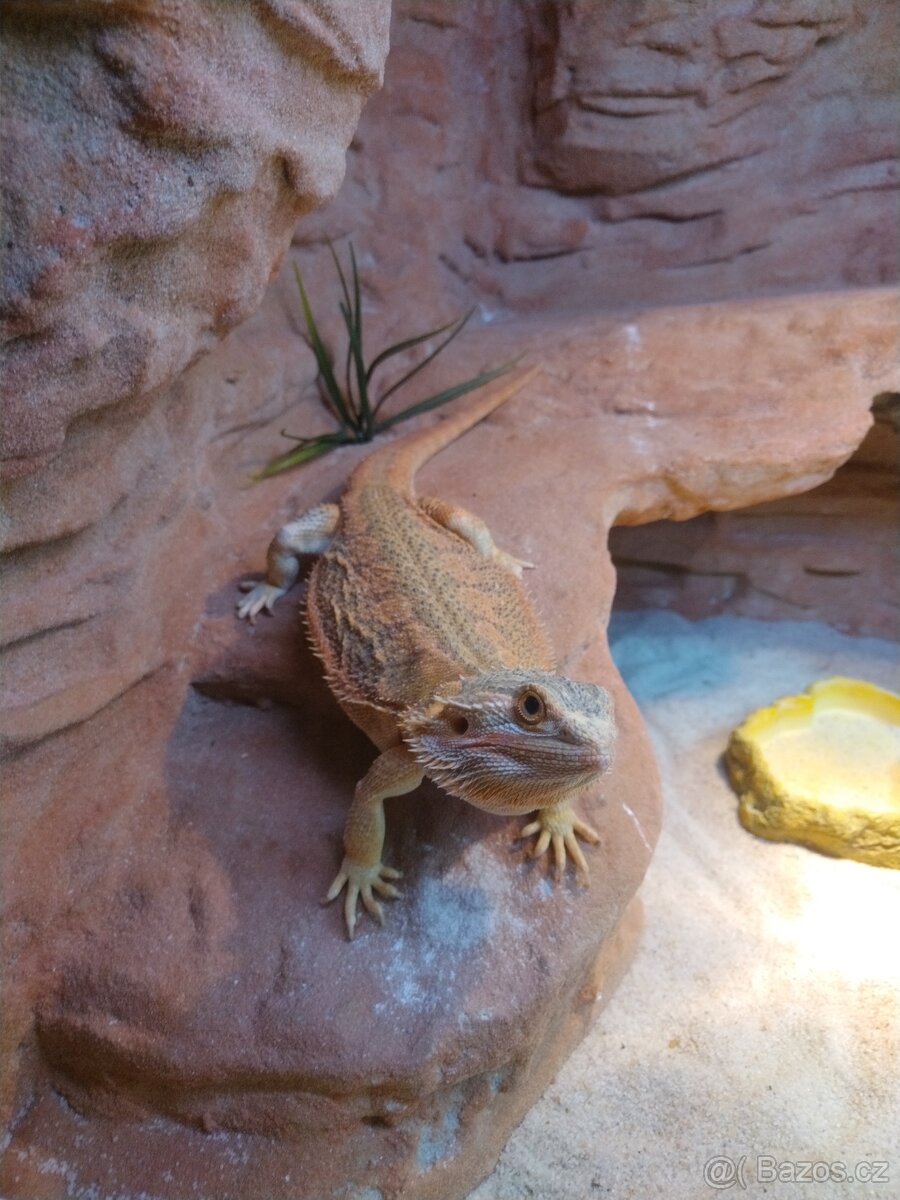 Agama vousata 2roky kluk