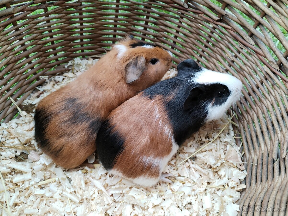 Morče - samička a samec (nar. 20.3.2026)