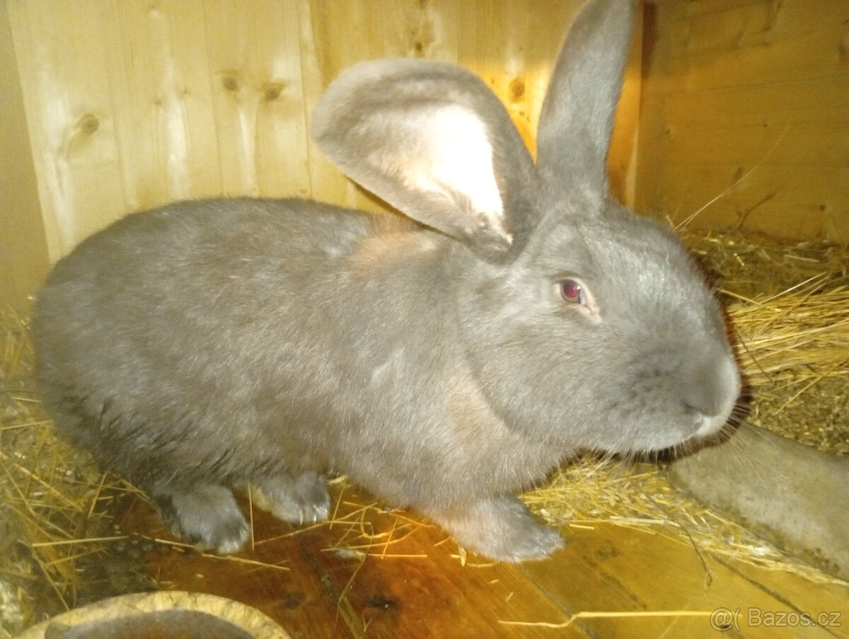 Moravský modrý