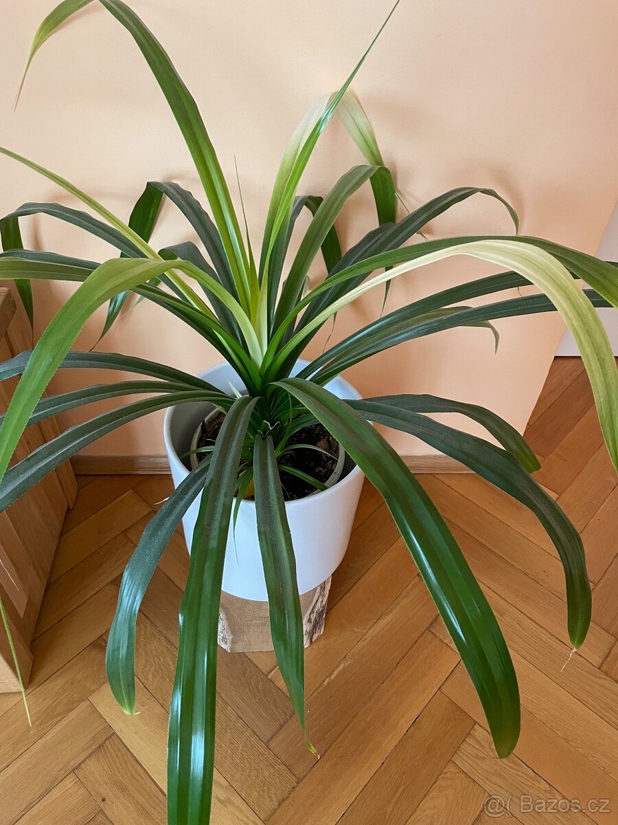 Rostlina Pandanus