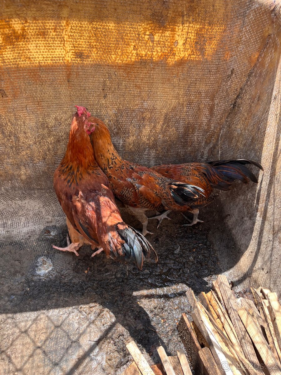 Kohouti
