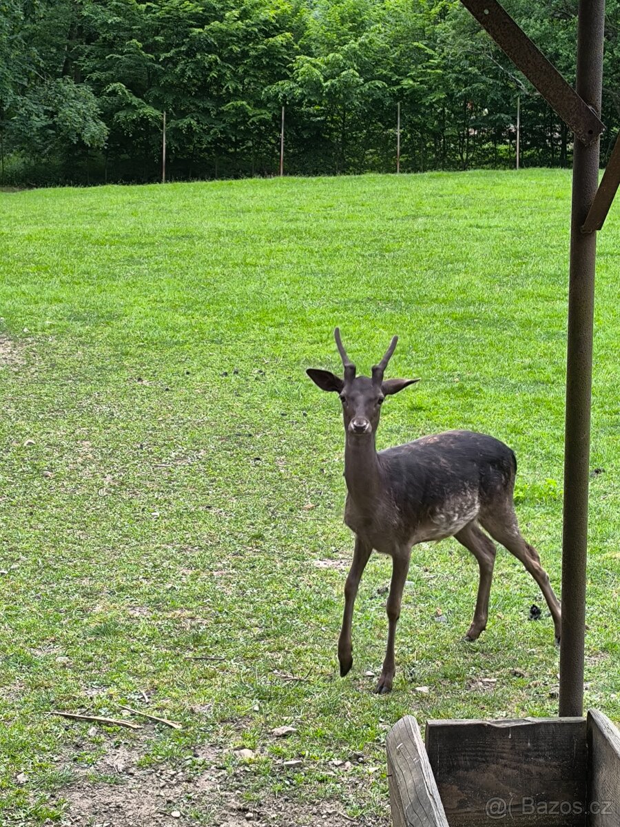 Daňek