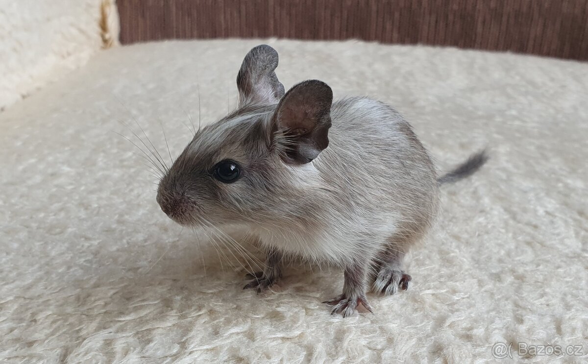 Osmák Degu - různé barvy