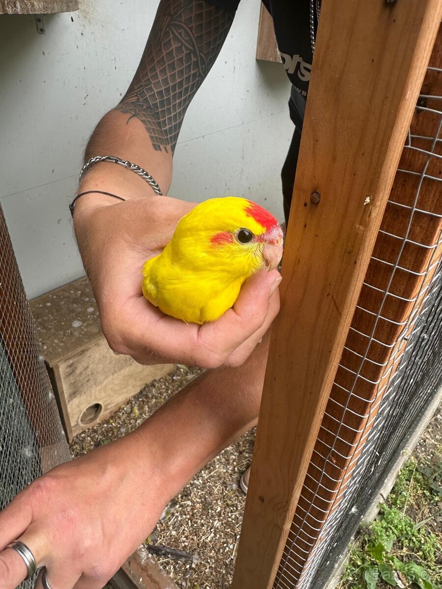 Kakariki