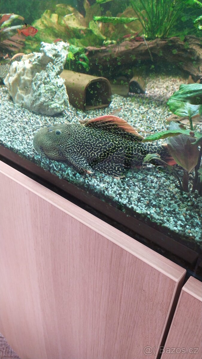 L600Pleco,L114 Pleco, Manacapura