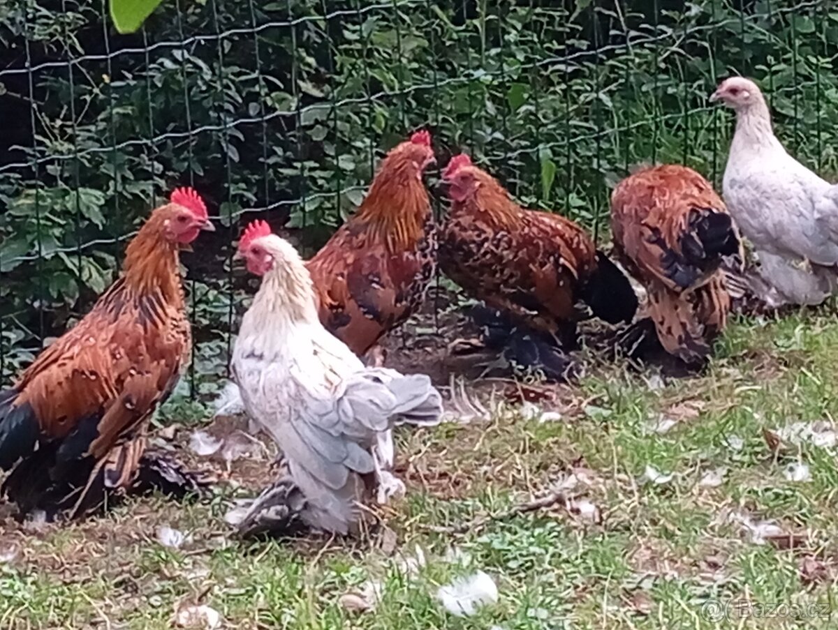 Rousné zakrslé