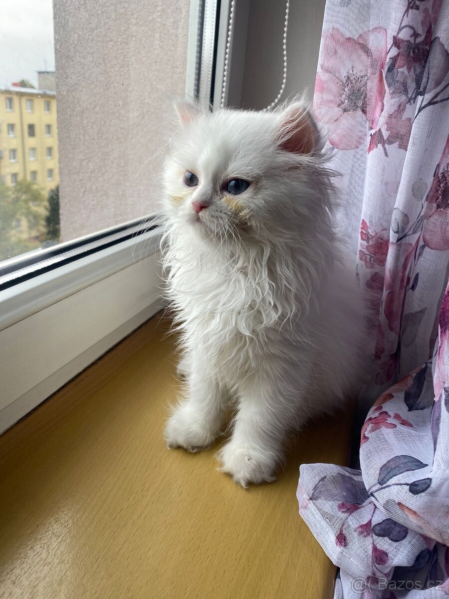 Skotská klapouchá koťata s PP