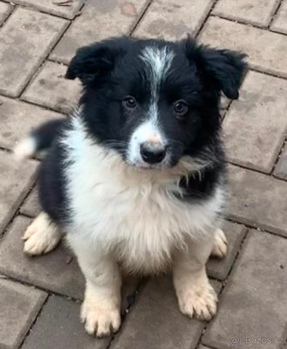 Jorkšírský teriér