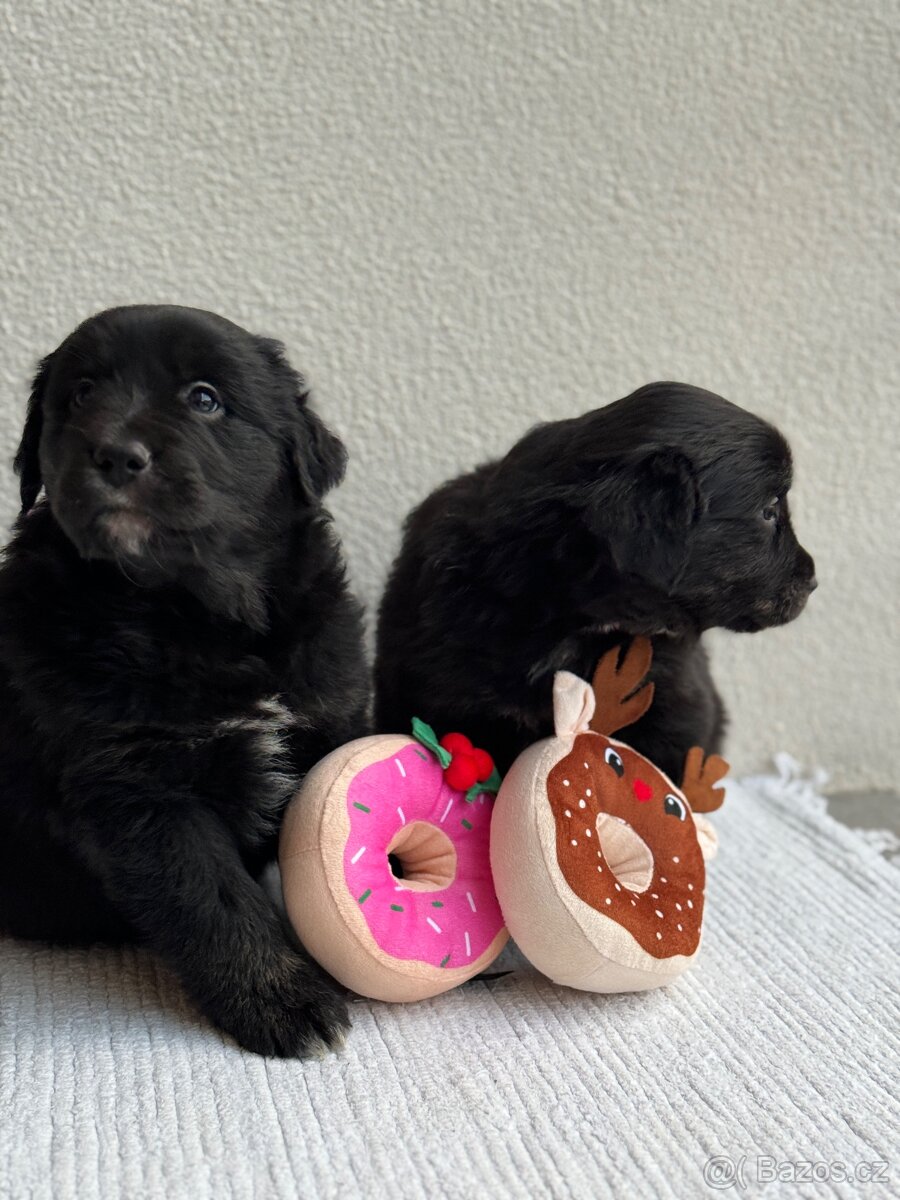 Golden Aussie steniatka