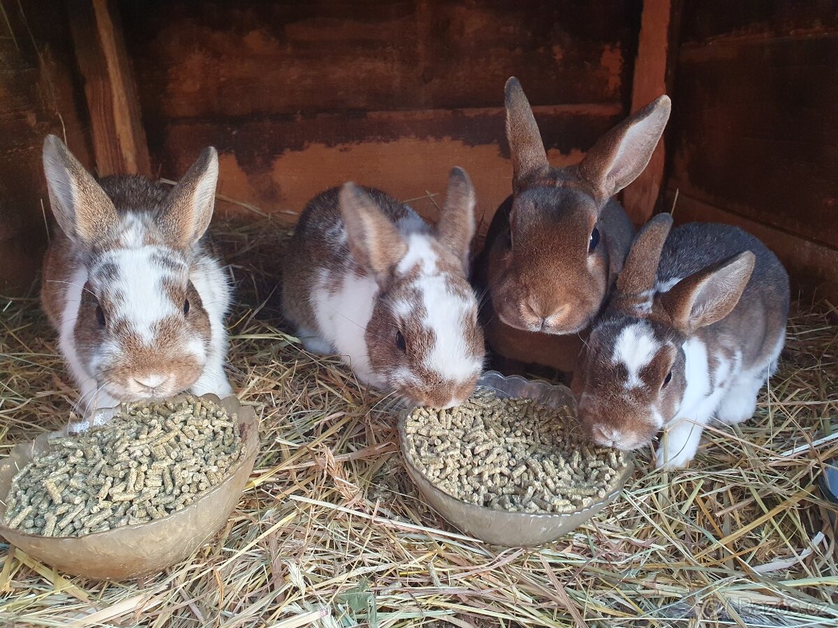 Zakrslý králík Rex X hototský