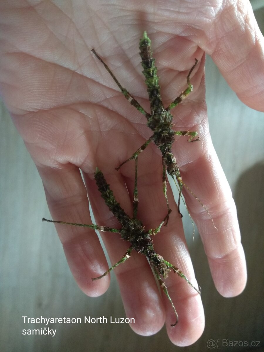 Strašilky a pakobylky