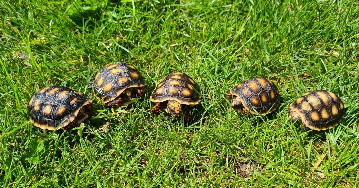Želva uhlířská - Chelonoidis carbonaria