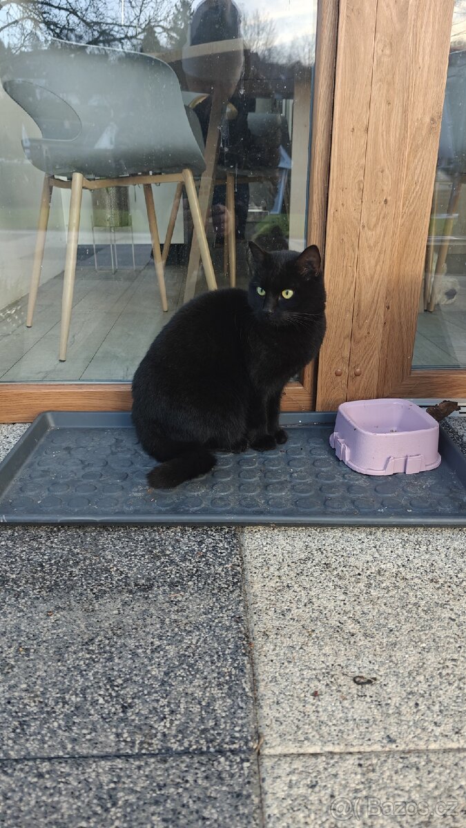 Černá kočka